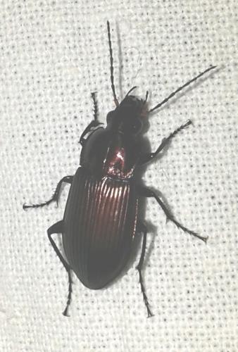 Réf. 269 493 : Poecilus sp.